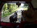 17-Mules & Wagon